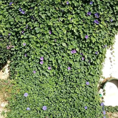Gite Volubilis Bleu Laurens Esterno foto