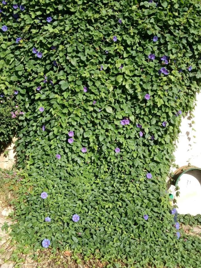Volubilis Bleu Apartment *